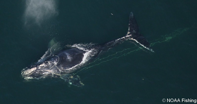 Baleine noire de l'Atlantique Nord empêtrée dans un cordage © NOAA Fisheries